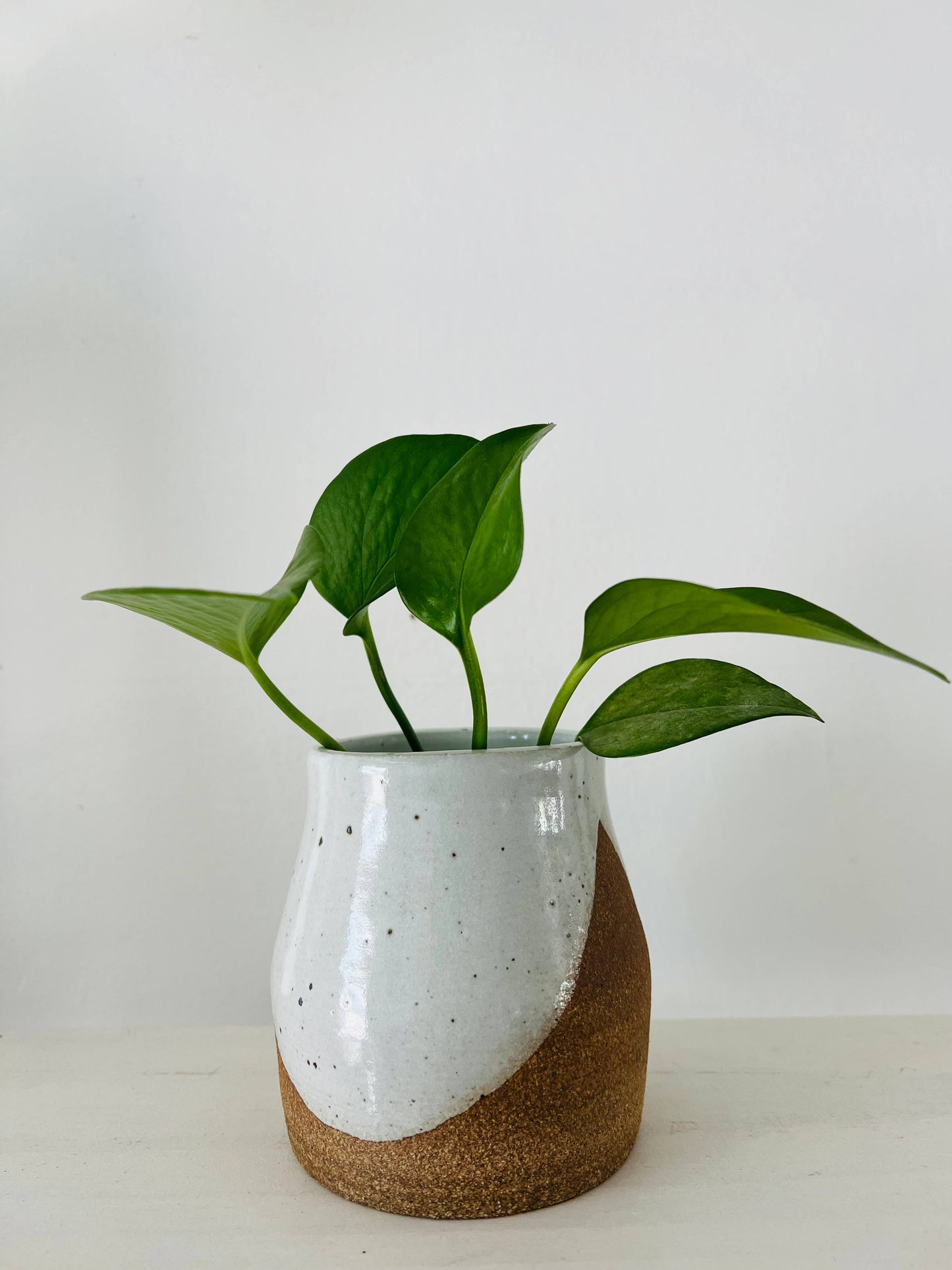 Bud vase or propagation vessel